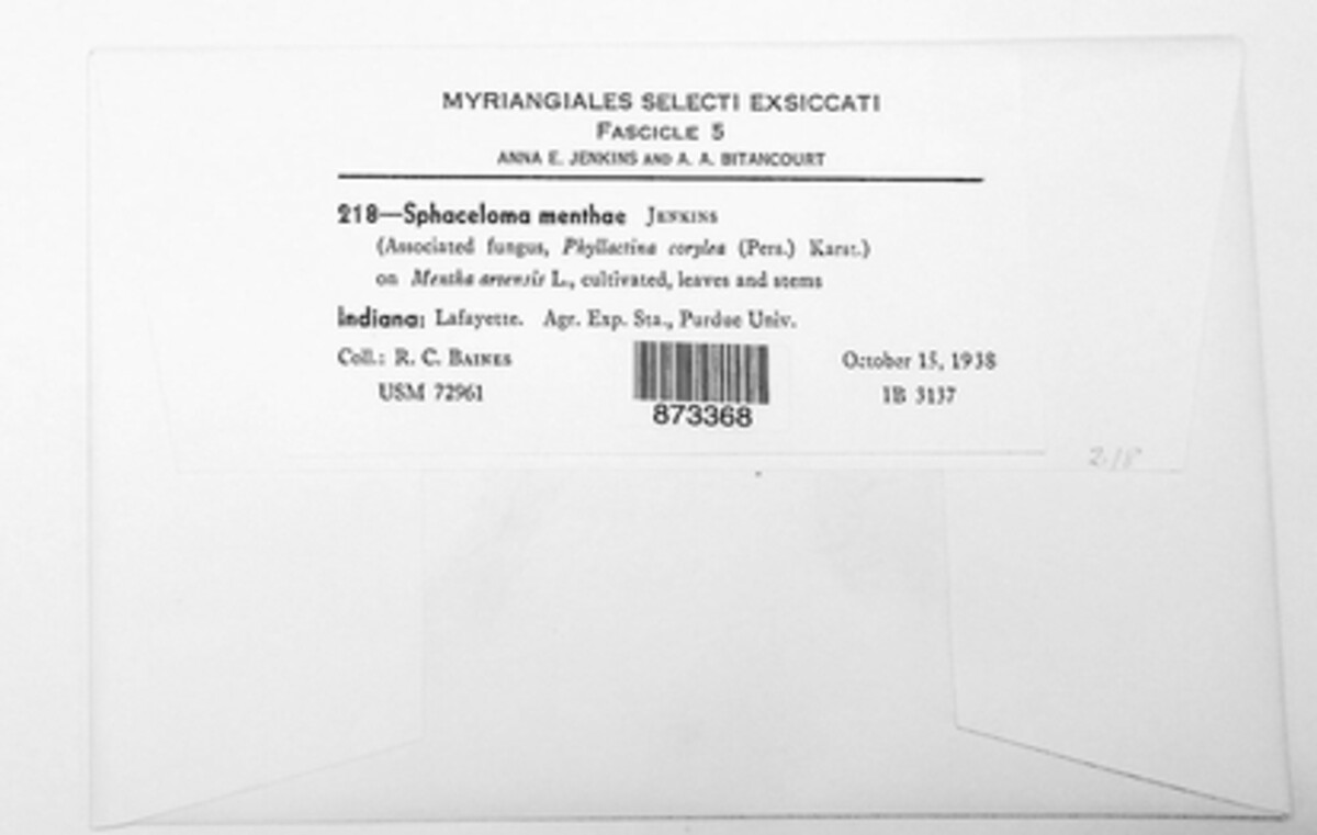 Elsinoe menthae image